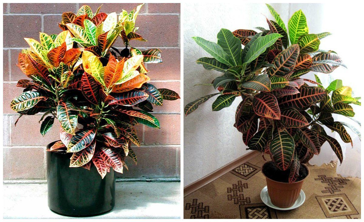 Growing a croton at home