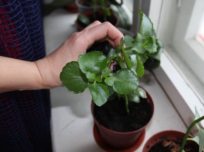 Kalanchoe Cleansing Pruning