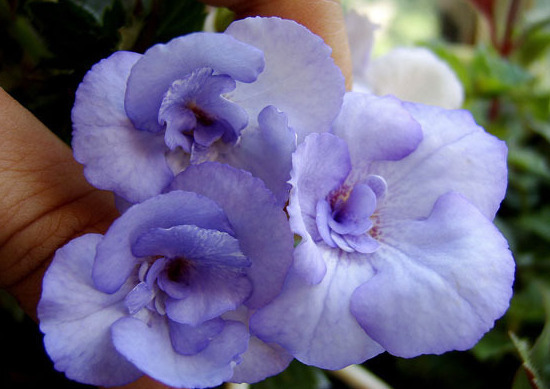 Blue temptation