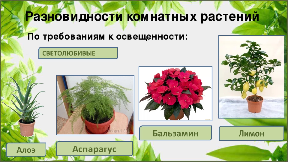 Photophilous indoor plants