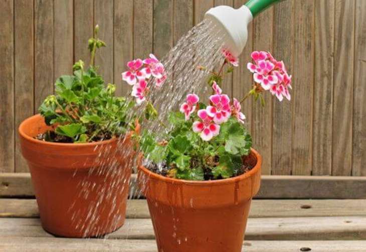Watering a flower