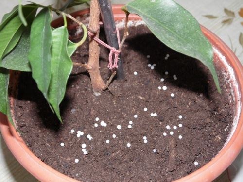 Ficus preljev