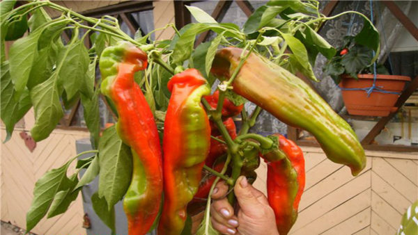 kakao paprika