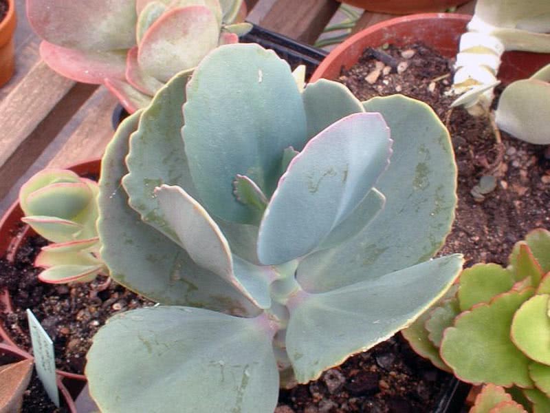 Large flowered