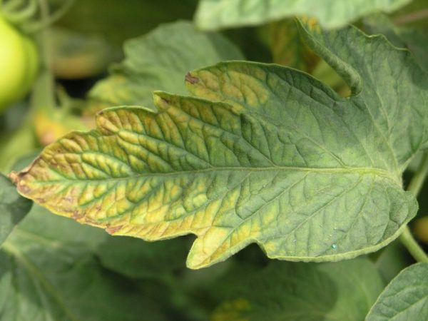 Potassium deficiency