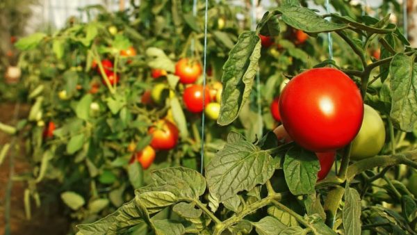 Fruiting Tomatoes