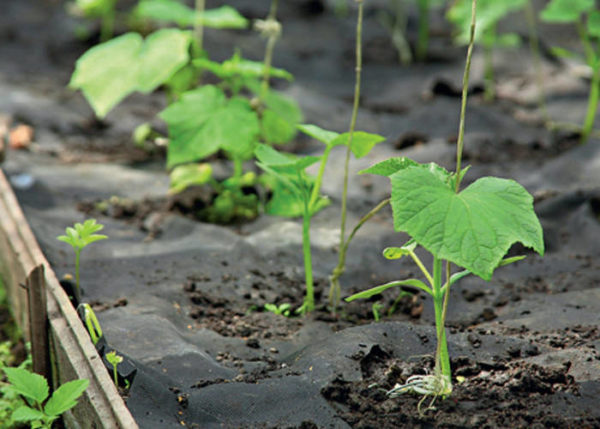 when to plant cucumbers 2019