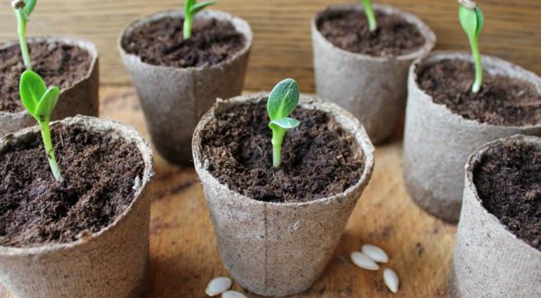 when to plant cucumbers