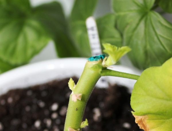 Clipped geranium stalk