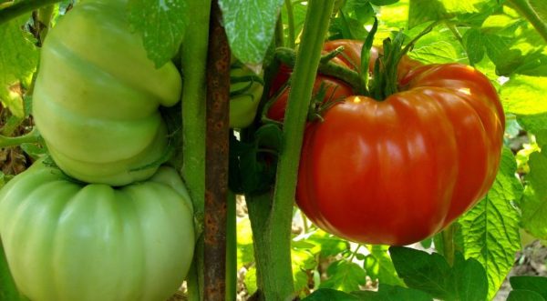 Varieties of tomato giants for Central Russia