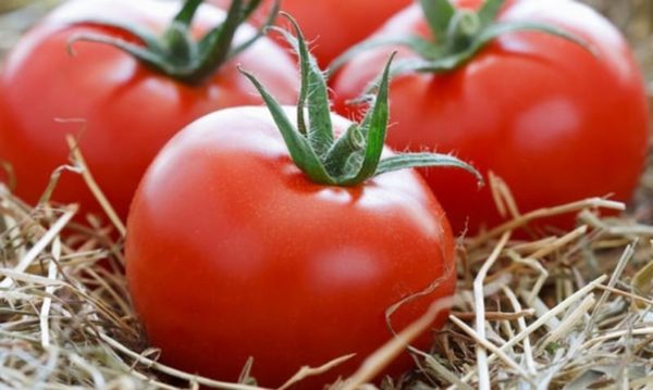 Varieties of tomato giants for Central Russia