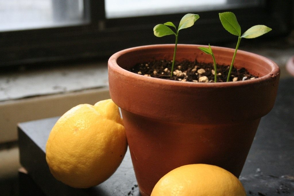 Lemon tree sprouts