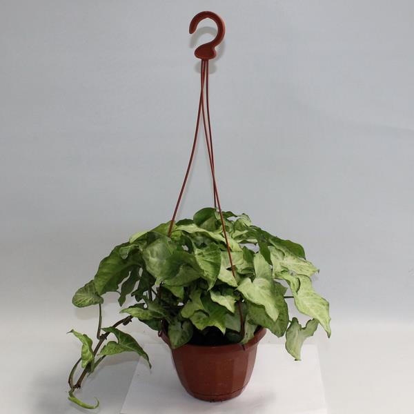 Syngonium in a hanging basket
