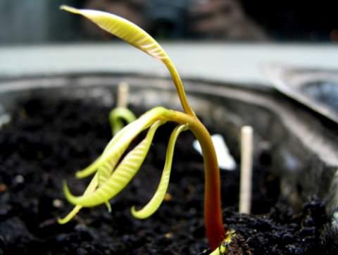 Mango sprout