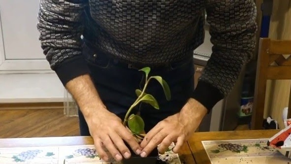 Flower propagation
