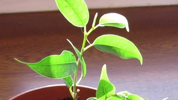 Rooted cuttings