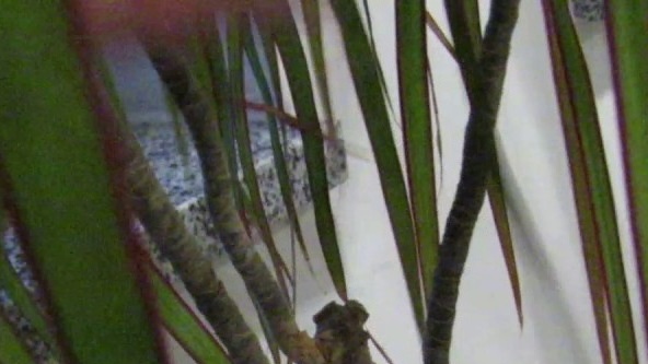 Obrezivanje dracene