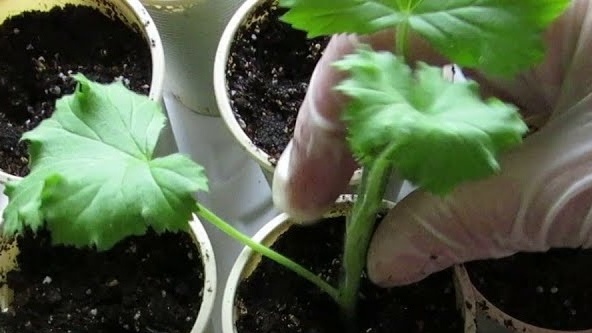 Cutting geraniums