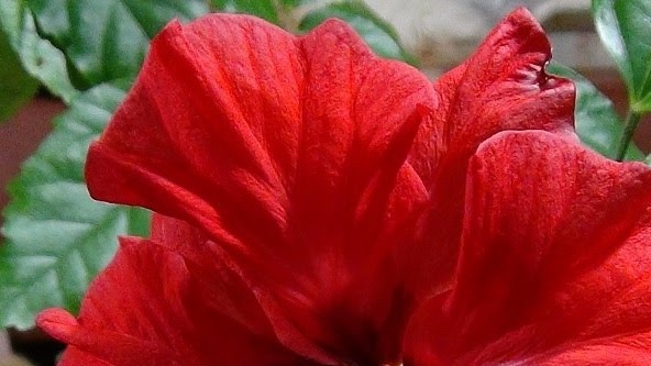 Hibiscus chinese