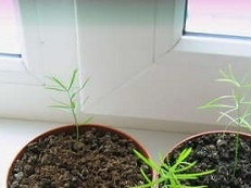 Young shoots of asparagus