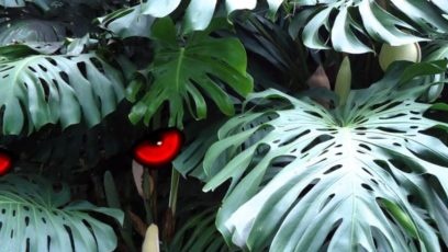 Types of Monstera