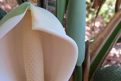 Monstera: description with photo