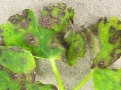 Nematode defeat