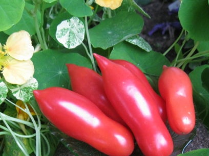 Lady fingers