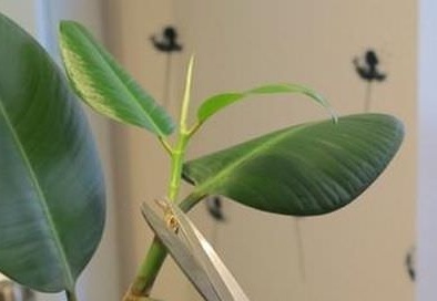 Ficus pruning
