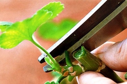 Geranium pruning