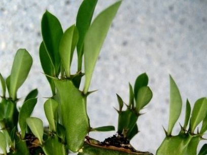 Milkweed pruning