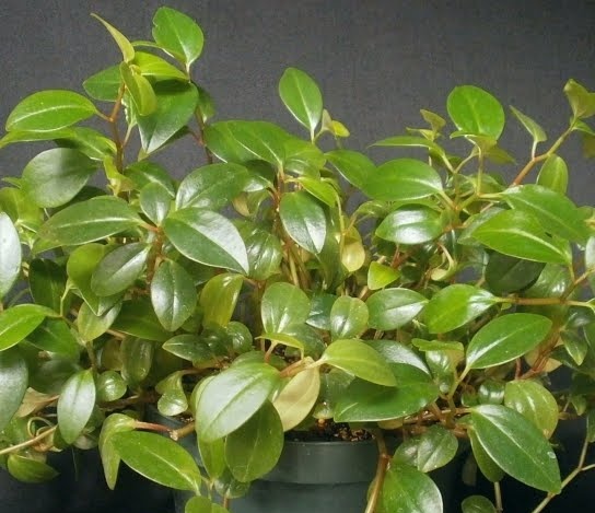 Head peperomia