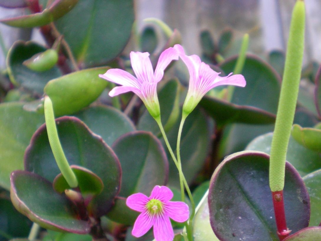 Flowering peperomia