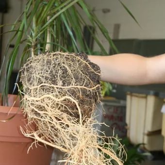 Dracaena transplant