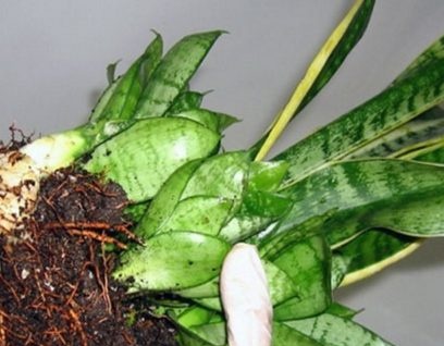 Reproduction of Sansevieria