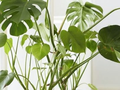 Monstera Flower - Signs and Superstitions