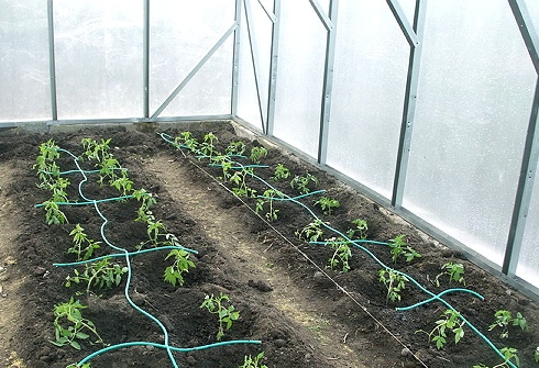 sustavi za navodnjavanje staklenika