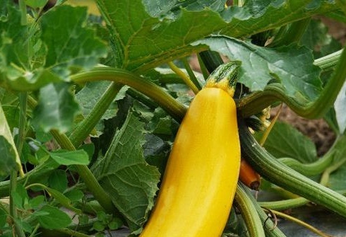 planting zucchini