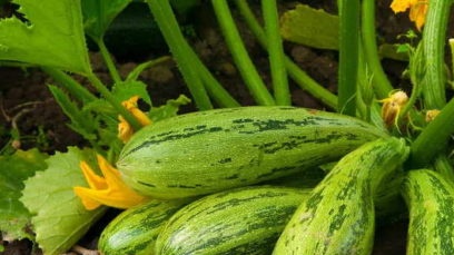 when to plant zucchini