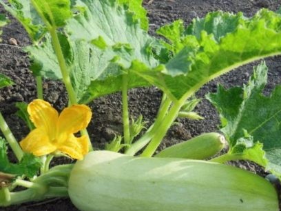 when to plant zucchini in 2019