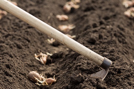 planting potatoes in spring