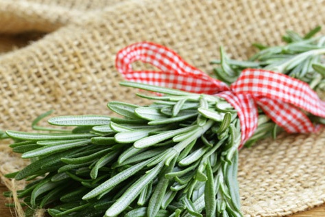 Contraindications rosemary