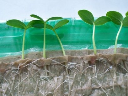 seedlings without land
