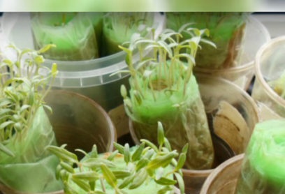 seedlings without land