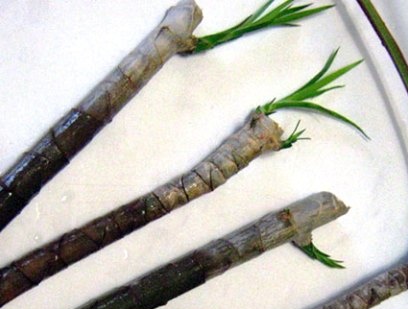 Cuttings