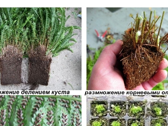 Fern breeding species