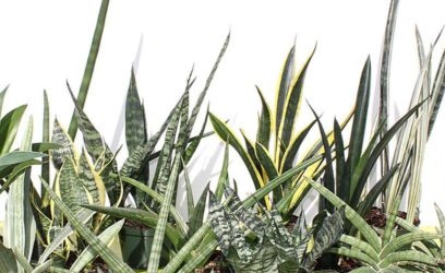 Watering and humidity