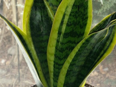 Three-way Sansevieria