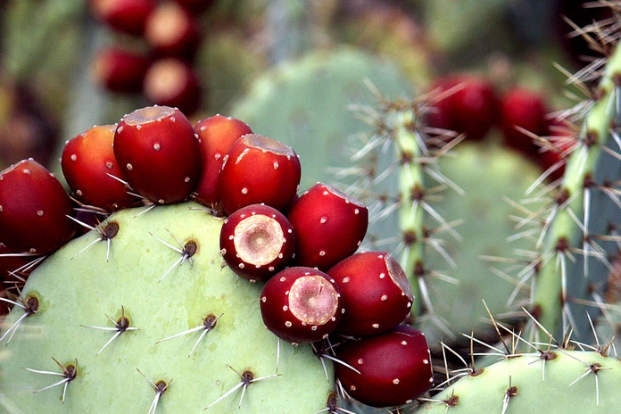 Prickly pear