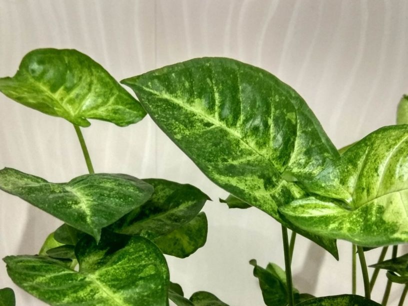 Syngonium ear